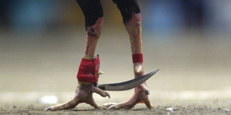 Đá Gà Cựa DaoKUBET | Hình Thức Thi Đấu Khắc Nghiệt Nhất 2 Tìm hiểu chung về hình thức chọi kê cựa dao tại nhà cái KUBET