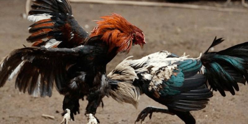 Đá Gà Cựa DaoKUBET | Hình Thức Thi Đấu Khắc Nghiệt Nhất 4 So sánh giữa đá gà cựa dao và đá gà đòn truyền thống
