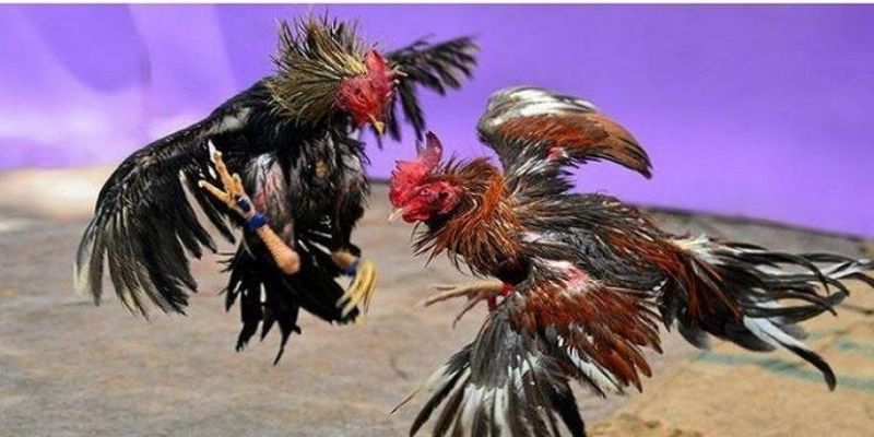 Đá Gà Cựa DaoKUBET | Hình Thức Thi Đấu Khắc Nghiệt Nhất 3 Những quy tắc chung bắt buộc trong thi đấu chọi kê cựa dao