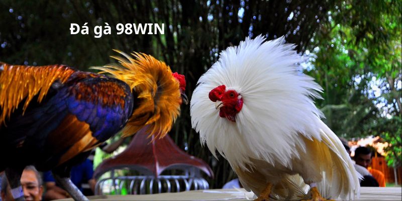 Đá gà KUBET 1 Giới thiệu sảnh đá gà KUBET