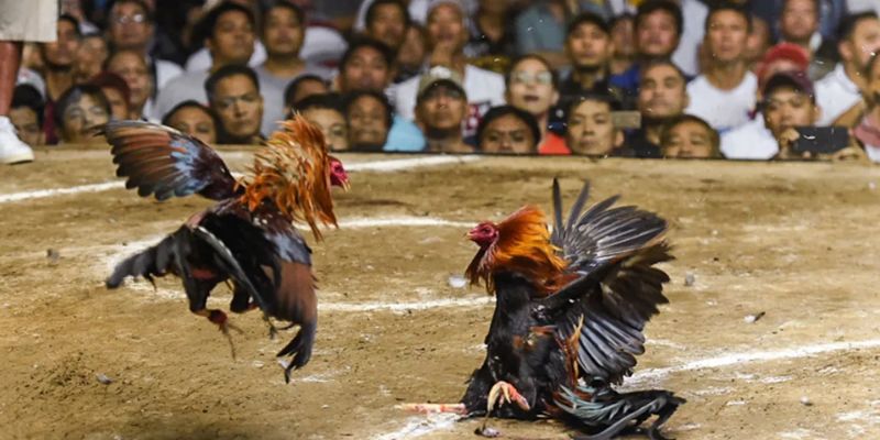 Thể loại đá gà cựa dao KUBET