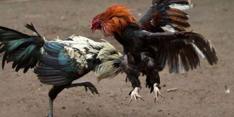 Theo dõi trận đấu dễ dàng