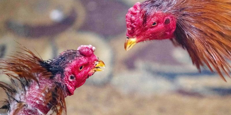 Tỷ lệ cược đá gà KUBET cập nhật liên tục